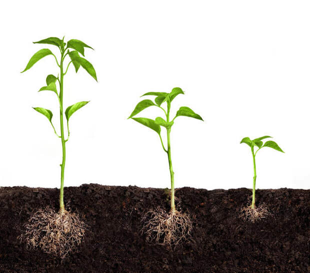 Рост и развитие растения