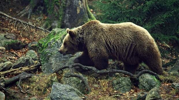 Нижегородцев предупредили большом количестве медведей в лесах