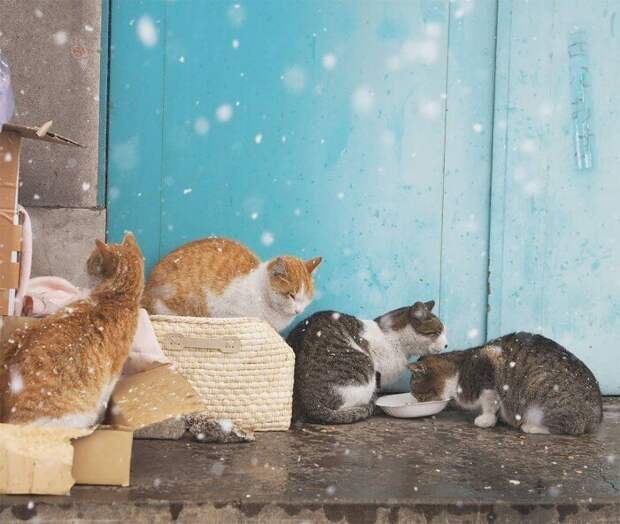 Бродячие кошки нашли необычное применение для ливневой канализации животные, забавно, звериные развлечения, кошачьи прятки, кошки, ливневая канализация, мило, уличные кошки