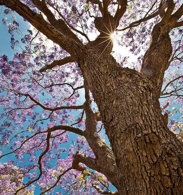 Жакаранда (фиалковое дерево). Фото
