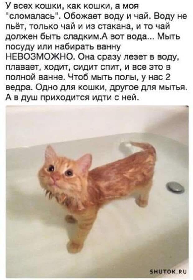 На изображении может находиться: кот и текст