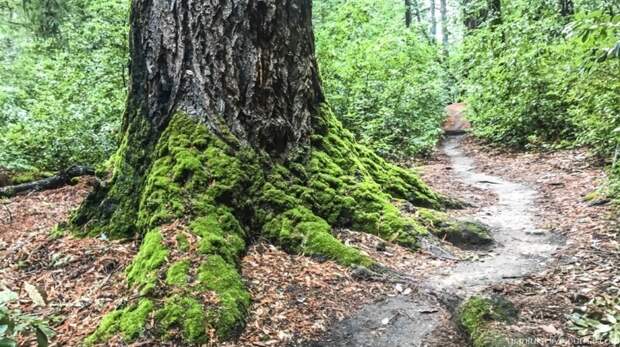 Из первых уст: Заблудиться в трёх секвойях, или Прогулка по парку Big Basin