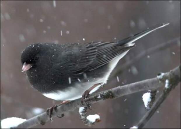 Чем и как помогать птицам зимой