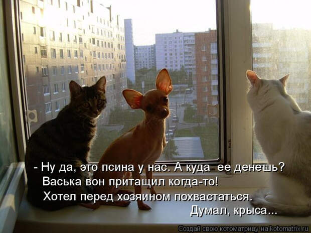 kotomatritsa_a4 (700x524, 329Kb)