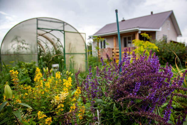 В Сети распространили фейк о наказании за разведение шалфея