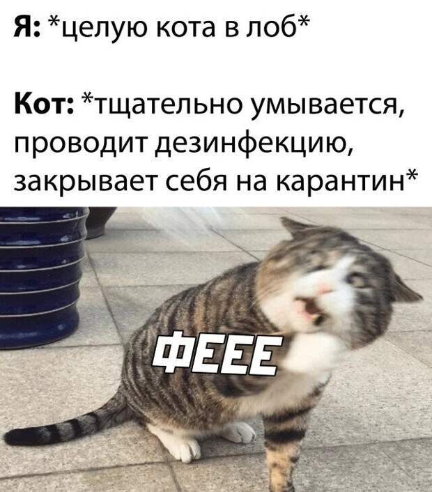 45 смешных фото для тех, кто внезапно загрустил