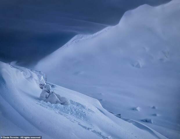 Претенденты на победу в Smithsonian Photo Contest 2018