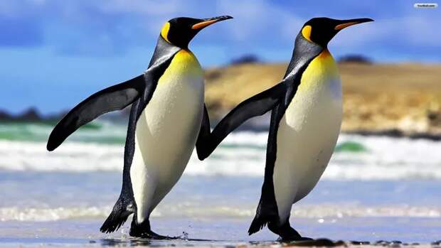 Императорские пингвины – это именно те птицы, которых мы обычно представляем при слове «пингвины». Неуклюжие на суше, совершенно лишенные способности летать, но прекрасно плавающие и ныряющие на глубину до 560 метров. В отличие от других видов пингвинов, не строят гнёзд, высиживая яйца в специальном кожаном «кармане».