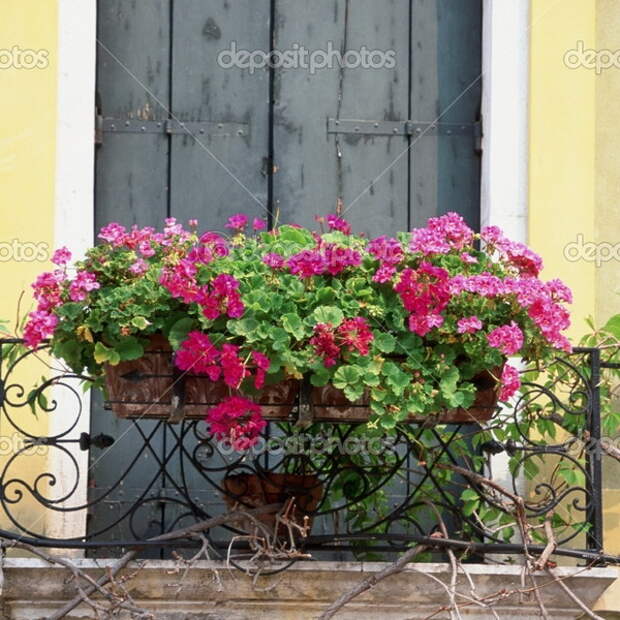 flowers-on-balcony-railing3-3.jpg