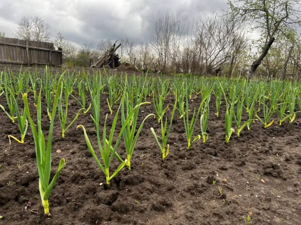 Лук и чеснок перестают гнить на корню: один полив копеечным раствором, и вредители обходят грядку за версту