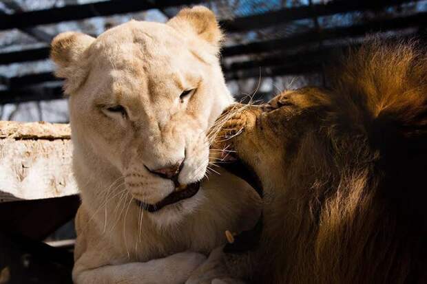 Умирающая львица нашла свою любовь, спасённые львы, Кан и Шейла 