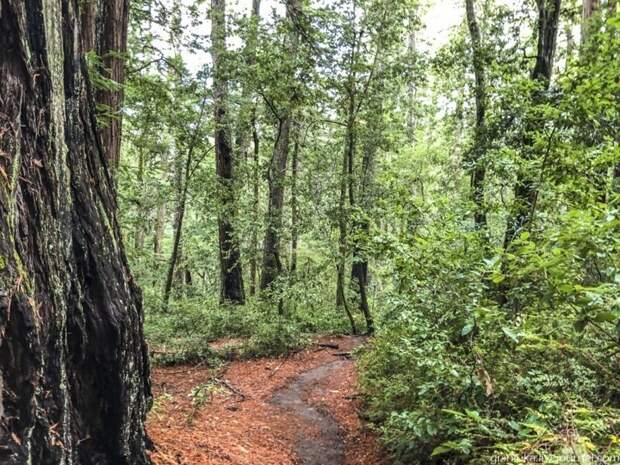 Из первых уст: Заблудиться в трёх секвойях, или Прогулка по парку Big Basin