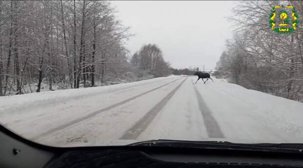 Семьи лосей заметили сразу в двух округах Нижегородской области