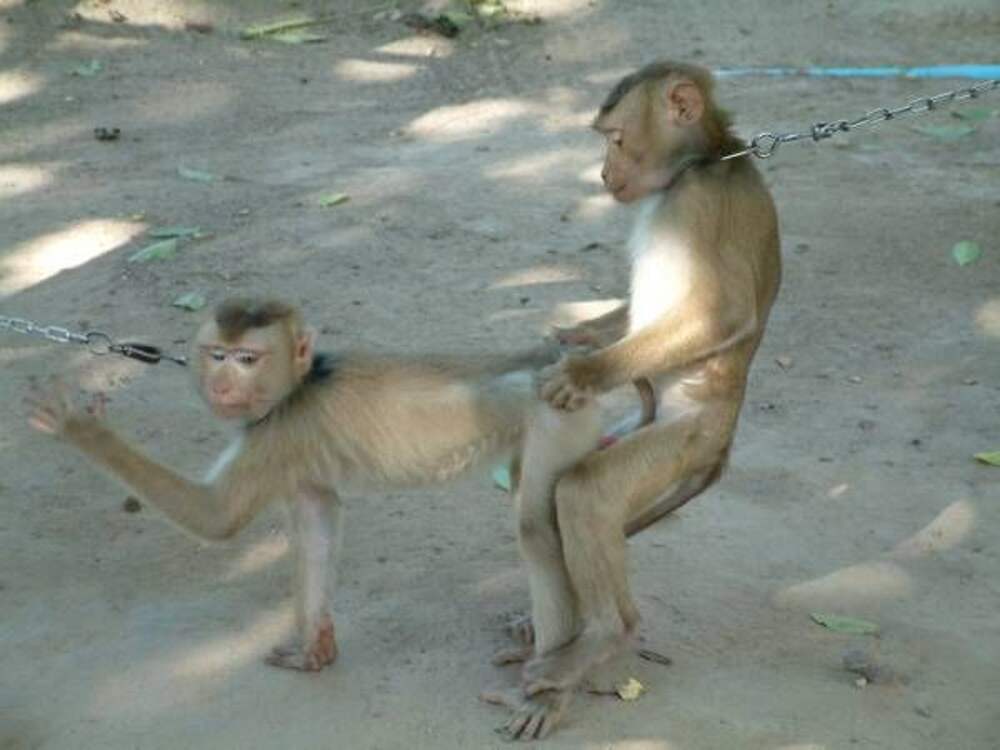 Monkey Porn Site