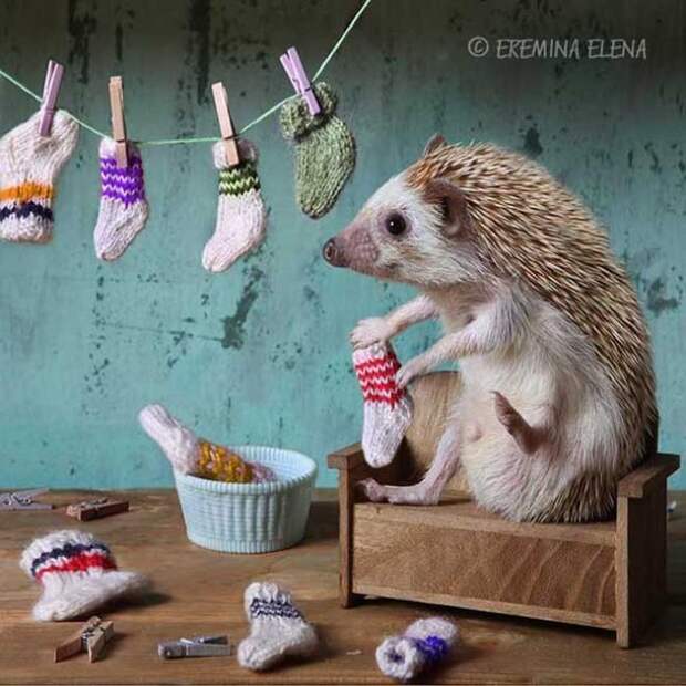 Тайная жизнь домашних ежиков Тайная жизнь домашних ежиков