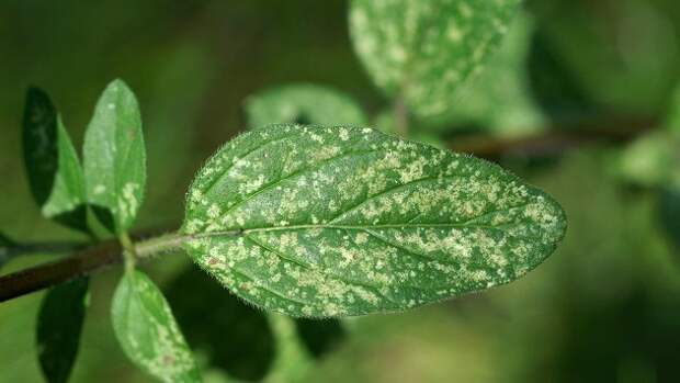 Паутинный клещ – серьезный вредитель садовых и горшечных растений