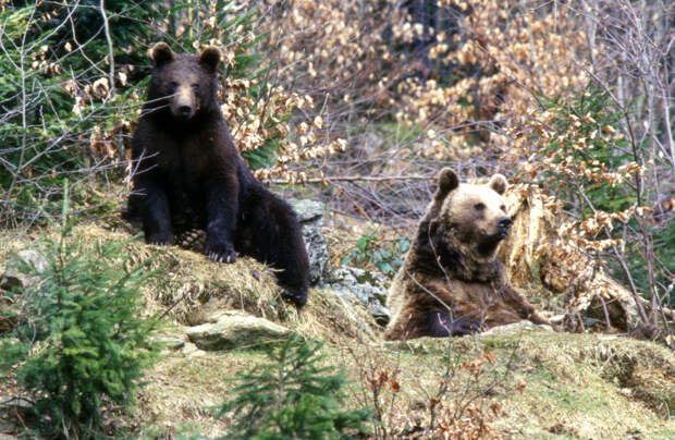 В Прикамье после зимней спячки проснулись первые медведи