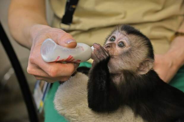 В Ленинградском зоопарке выбрали имя для малышки вандеру на конкурсе