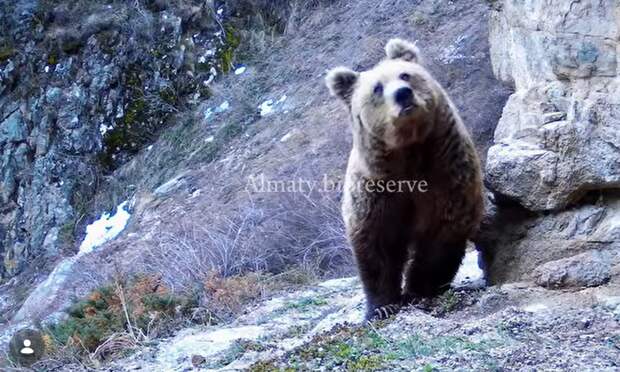 Бурые медведи выходят из спячки раньше срока в Алматинском заповеднике