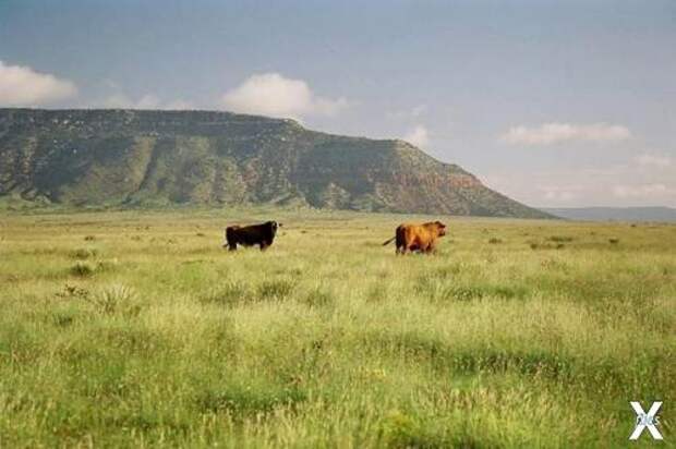 Земля Bell Ranch в Нью-Мексико принад...