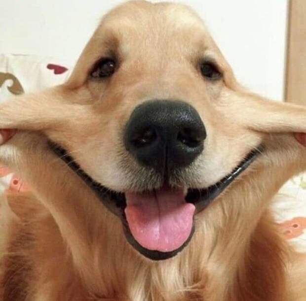 Squishy Dog Cheeks