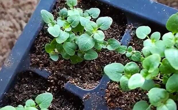 Витамины, от которых рассада прёт. Качество урожая точно будет на высоте