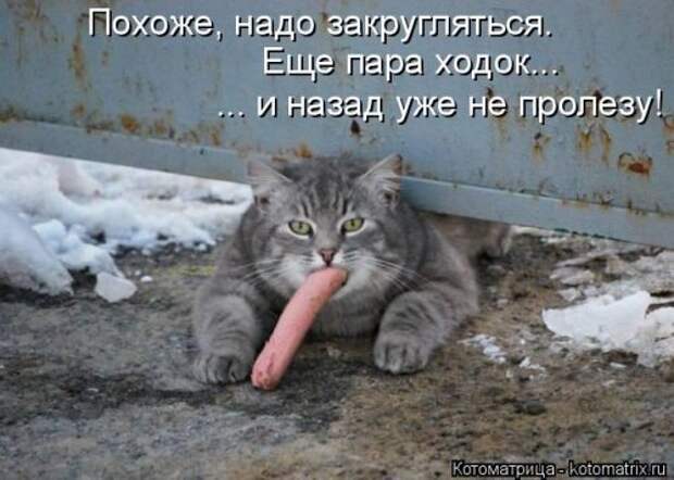 Свежая котоматрица для всех (44 фото)