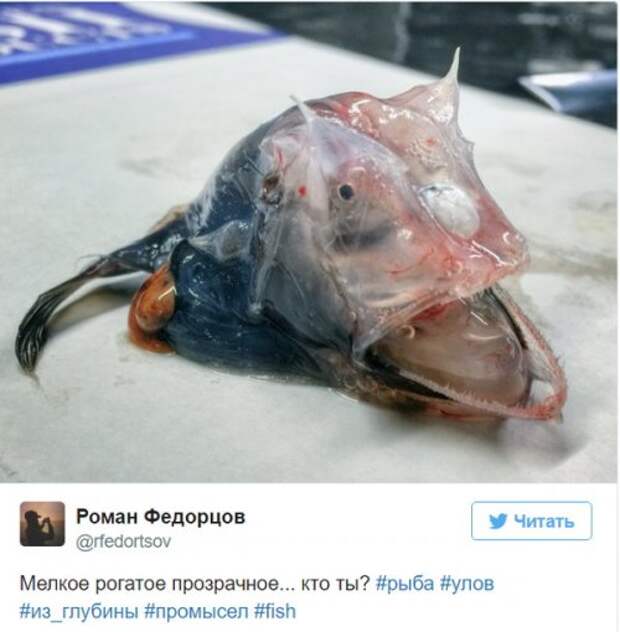 Познавательный твиттер моряка Романа Федорцова (16 фото)