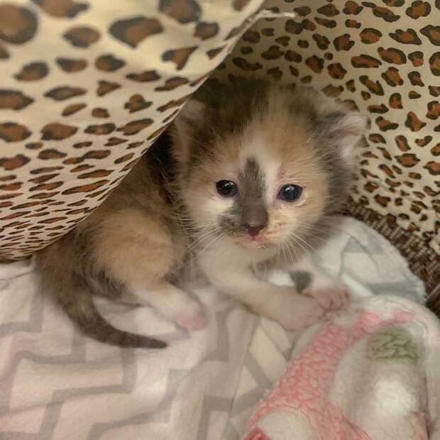 помощь котятам маленький котенок