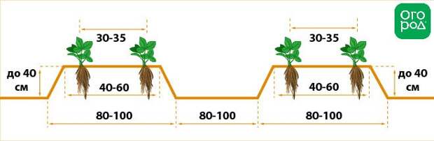 Схема высадки клубники Фриго
