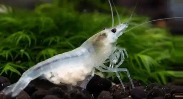 Учёные обнаружили креветку возрастом 100 миллионов лет и выяснили, как она размножалась