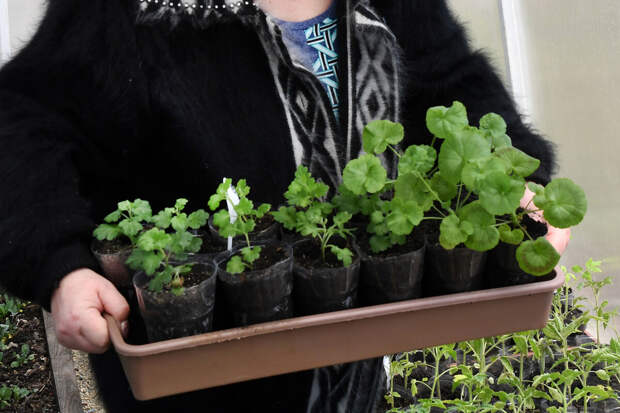 Биолог Татаренко рассказала, что герань обеззараживает воздух в квартире