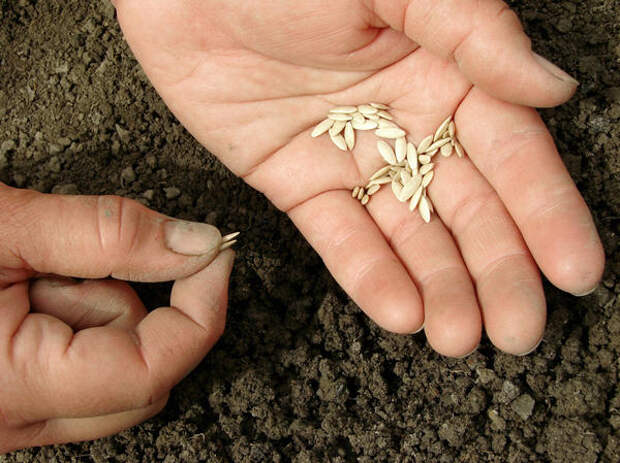 Семена высевают в подготовленные бороздки