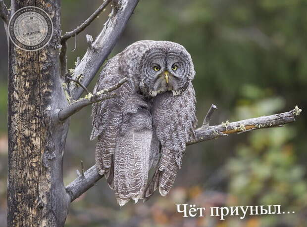 Приуныл