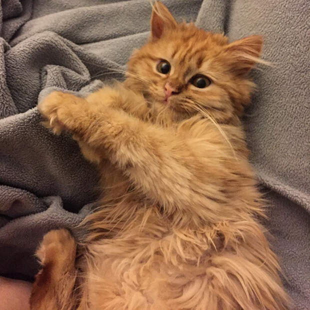 кошка которая не перестает улыбаться