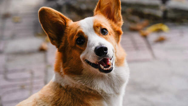 РИА Новости: большинство россиян тратят на собак до 10 тысяч в месяц