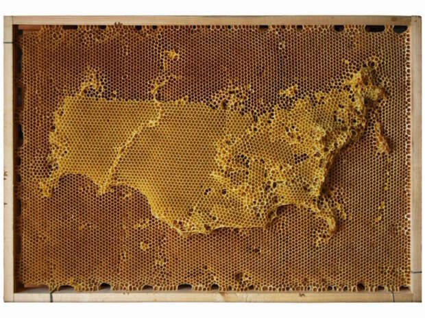 Россия Россия воск, карта, пчела, скульптура