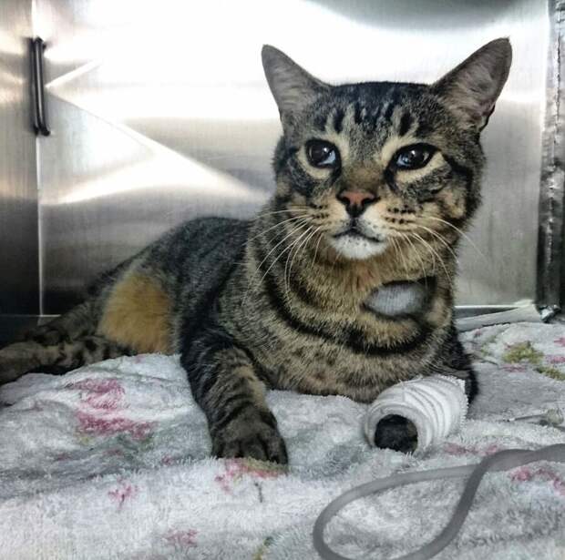 Парень потерял своего кота, но спустя 11 лет ему позвонил ветеринар…