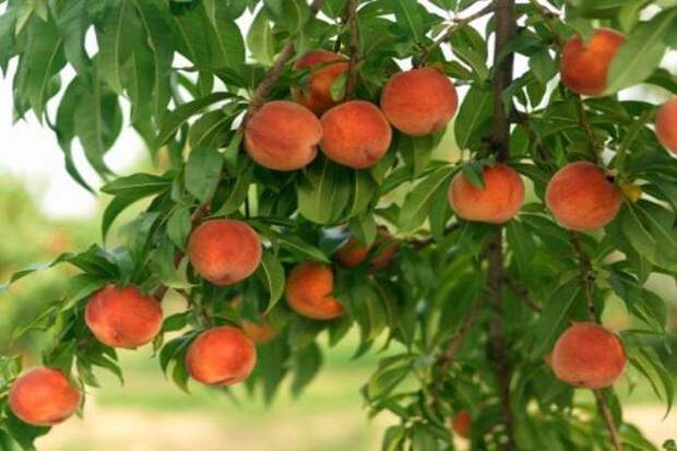 вырастить персик