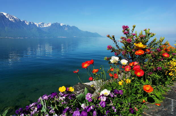 цветы на берегу Женевского озера