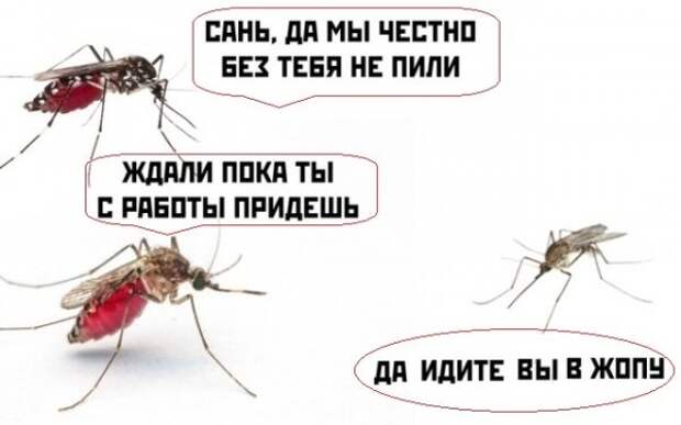 Картинки с надписями, истории и анекдоты