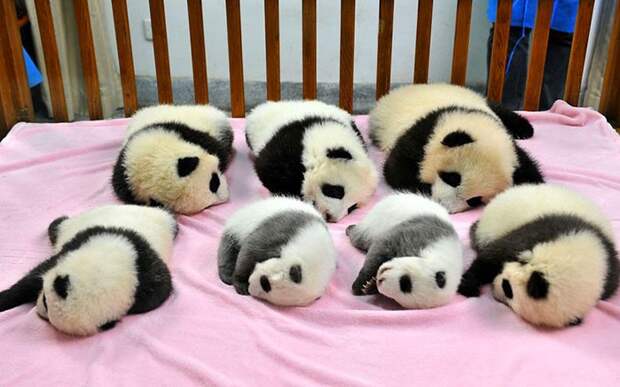 Детский сад для панд существует. И это самое милое место на планете