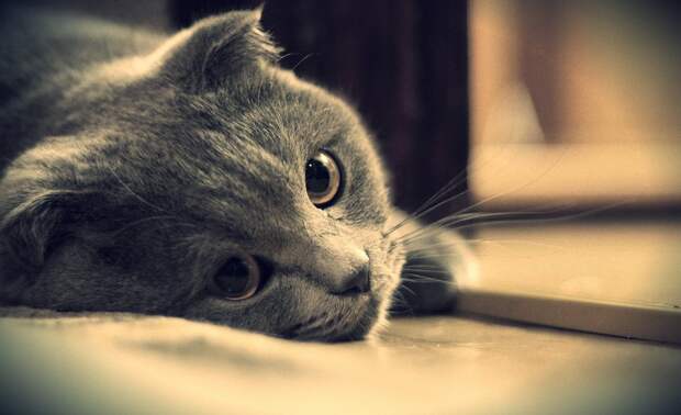sad_cat