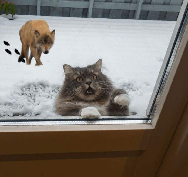 Это эпично! Кот в окне стал героем битвы фотошоперов