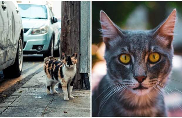 На Кипр за котами: 12 колоритных фотографий бездомных кошек Лимассола