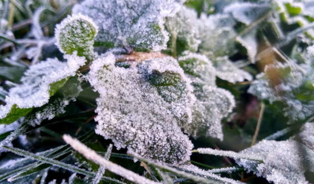 Заморозки до -5 градусов придут в Волгоградскую область на выходные