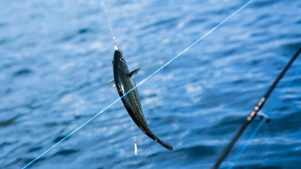 «Ъ»: оптовая стоимость минтая в России выросла на треть за год