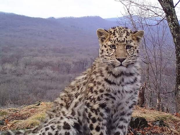 Котята обнюхали фотоловушку и сделали несколько селфи. Фото: Нацпарк «Земля леопарда». 