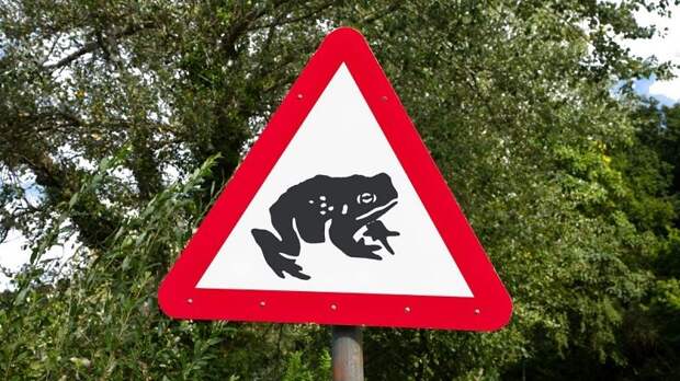Изображение лягушки на дорожном знаке