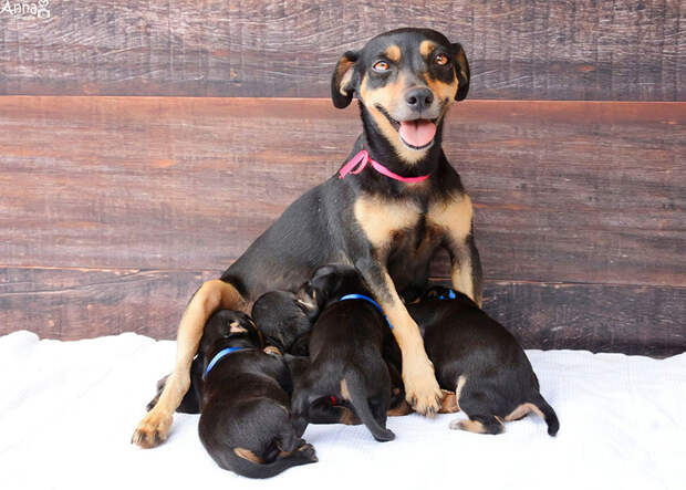 собака с фотосессии родила 5 щенков